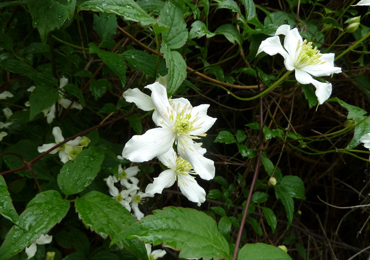 Clematis montana var. wilsonii