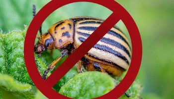 Insekticider hører til på lossepladsen: udryddede en koloni af coloradobiller på et øjeblik – ikke et middel, men en redning for kartofler