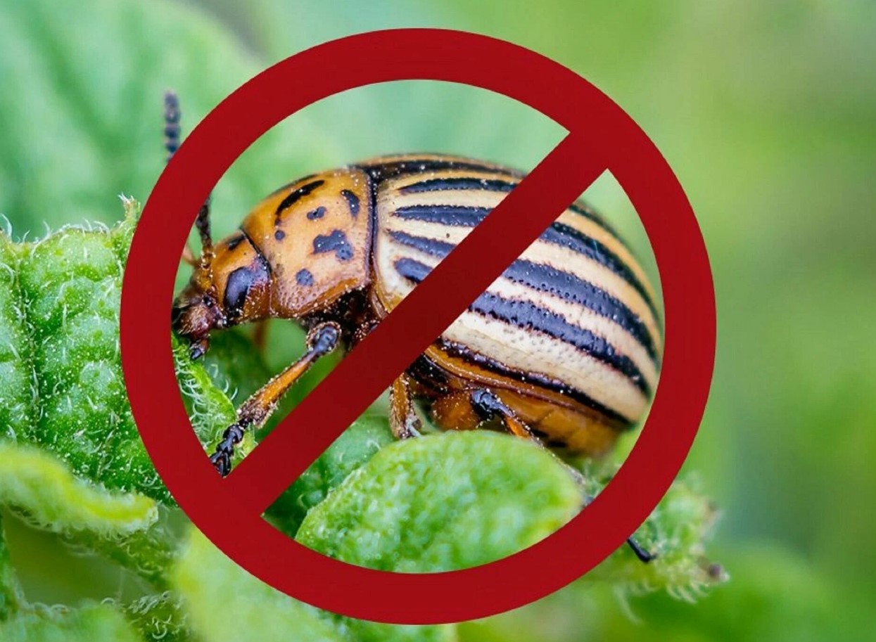 Insekticider hører til på lossepladsen: udryddede en koloni af coloradobiller på et øjeblik – ikke et middel, men en redning for kartofler