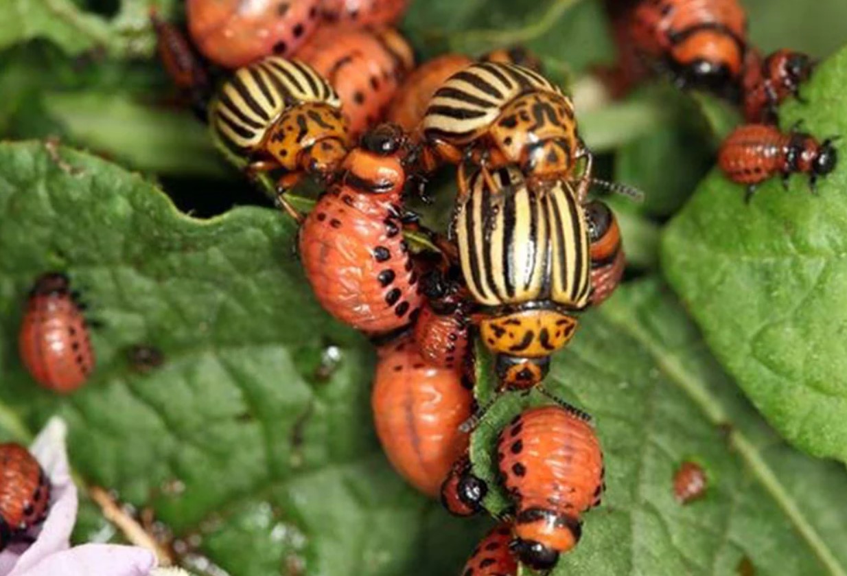 Insekticider hører til på lossepladsen: udryddede en koloni af coloradobiller på et øjeblik – ikke et middel, men en redning for kartofler