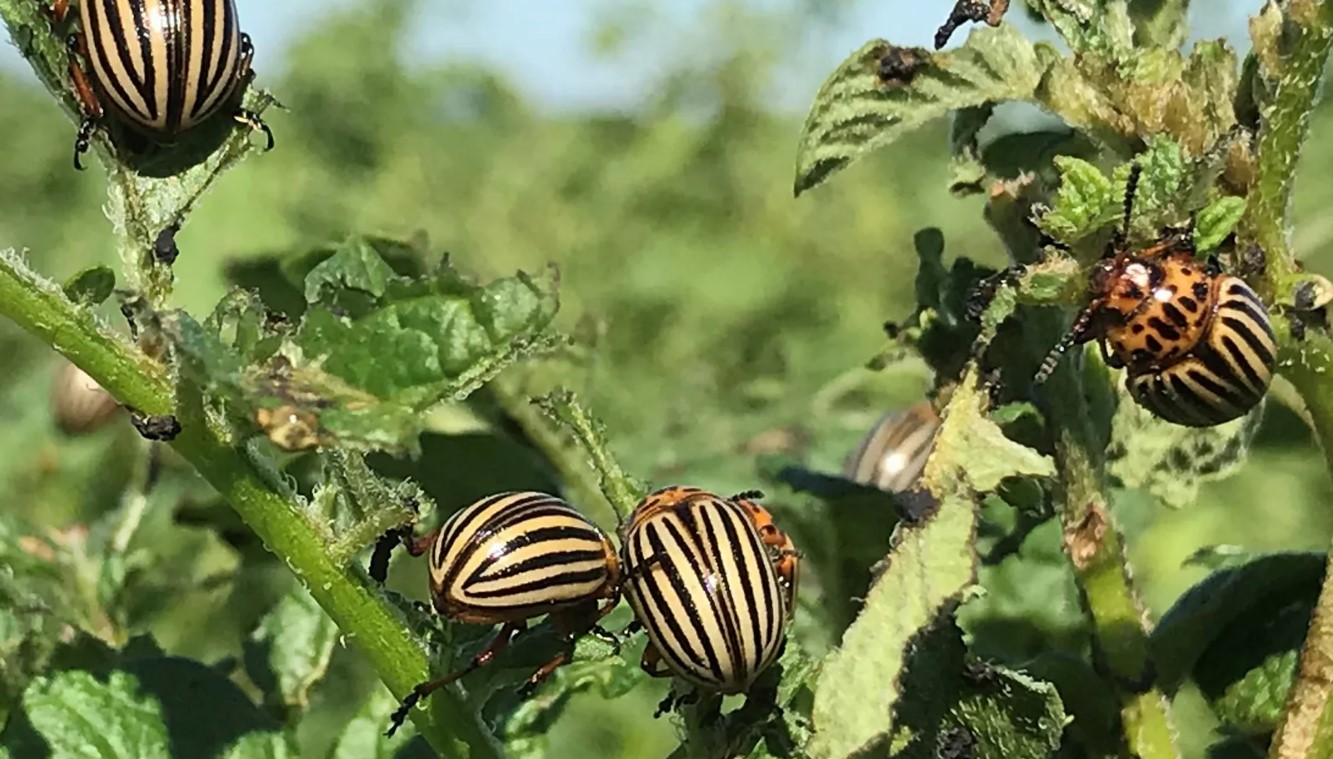 Insekticider hører til på lossepladsen: udryddede en koloni af coloradobiller på et øjeblik – ikke et middel, men en redning for kartofler
