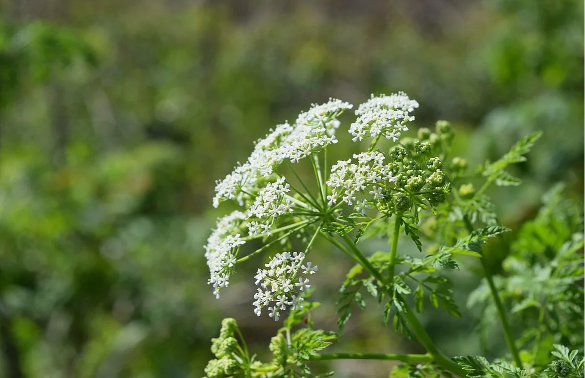 skarntyde (Conium maculatum)