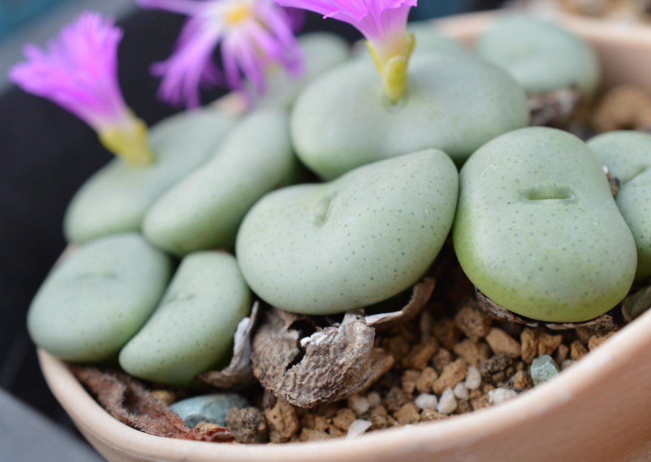 Conophytum bilobum