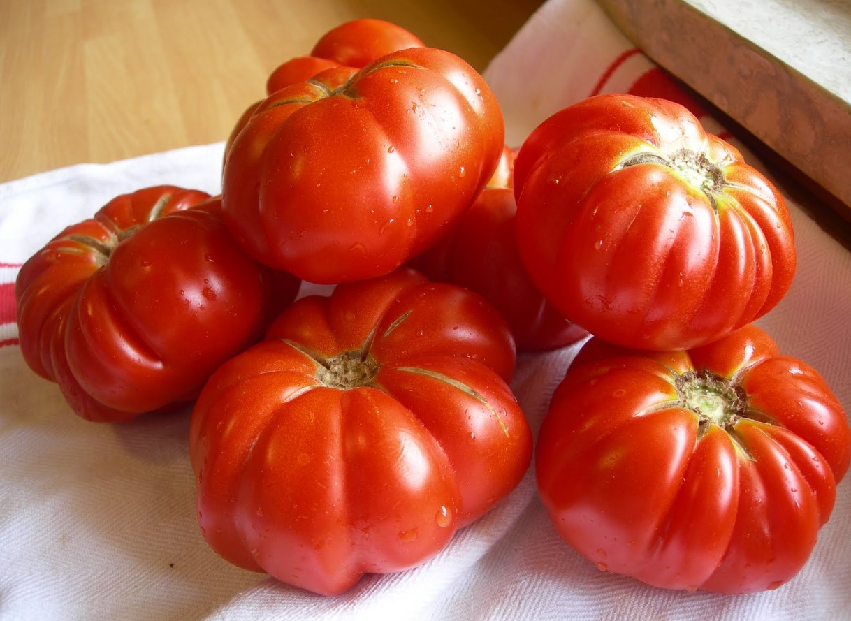 Tomaten Costoluto fiorentino: hvorfor du bør vælge denne italienske tomatsort til plantning
