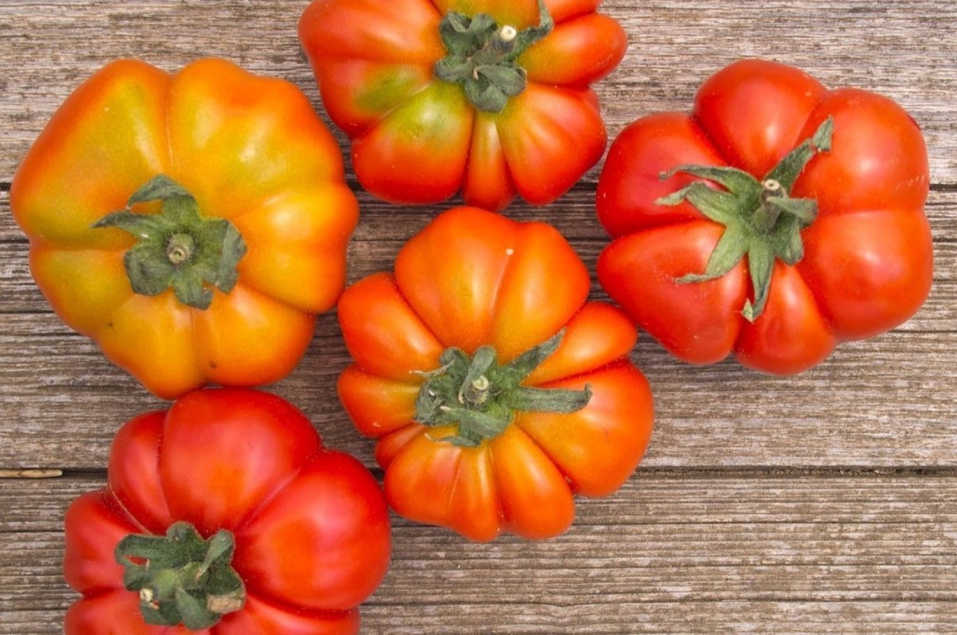 Tomaten Costoluto fiorentino: hvorfor du bør vælge denne italienske tomatsort til plantning