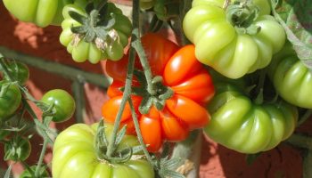 Tomaten Costoluto fiorentino: hvorfor du bør vælge denne italienske tomatsort til plantning
