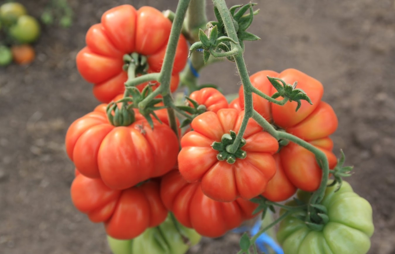 Tomaten Costoluto fiorentino: hvorfor du bør vælge denne italienske tomatsort til plantning