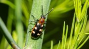Ugør ingen trussel for din afgrøde om foråret: aspargesbille Crioceris asparagi