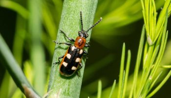 Ugør ingen trussel for din afgrøde om foråret: aspargesbille Crioceris asparagi