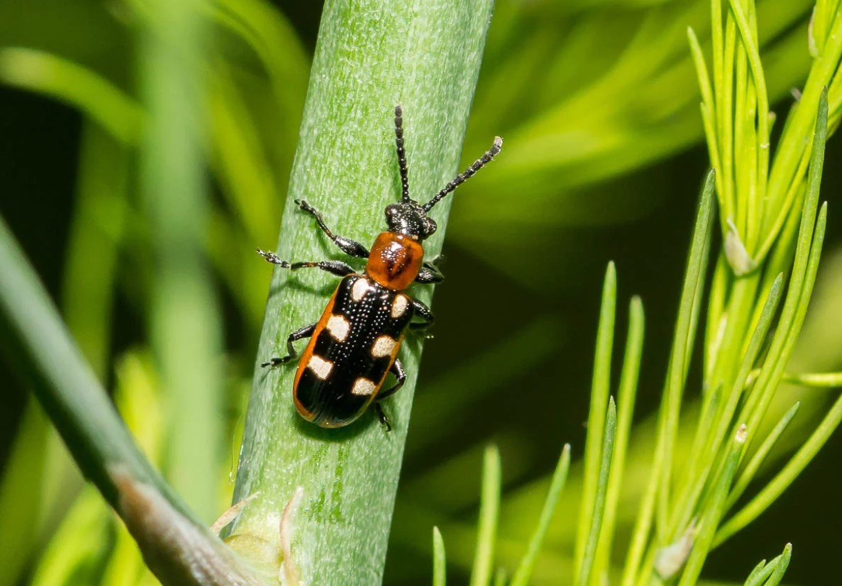 Ugør ingen trussel for din afgrøde om foråret: aspargesbille Crioceris asparagi