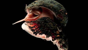 Væsenet med det største hjerte kan overleve ved en temperatur på 400 °C