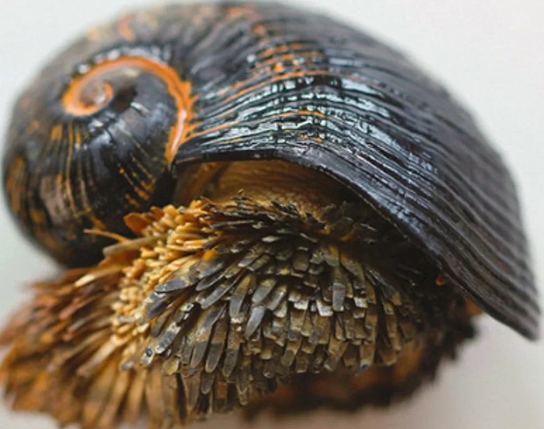 Crysomallon squamiferum