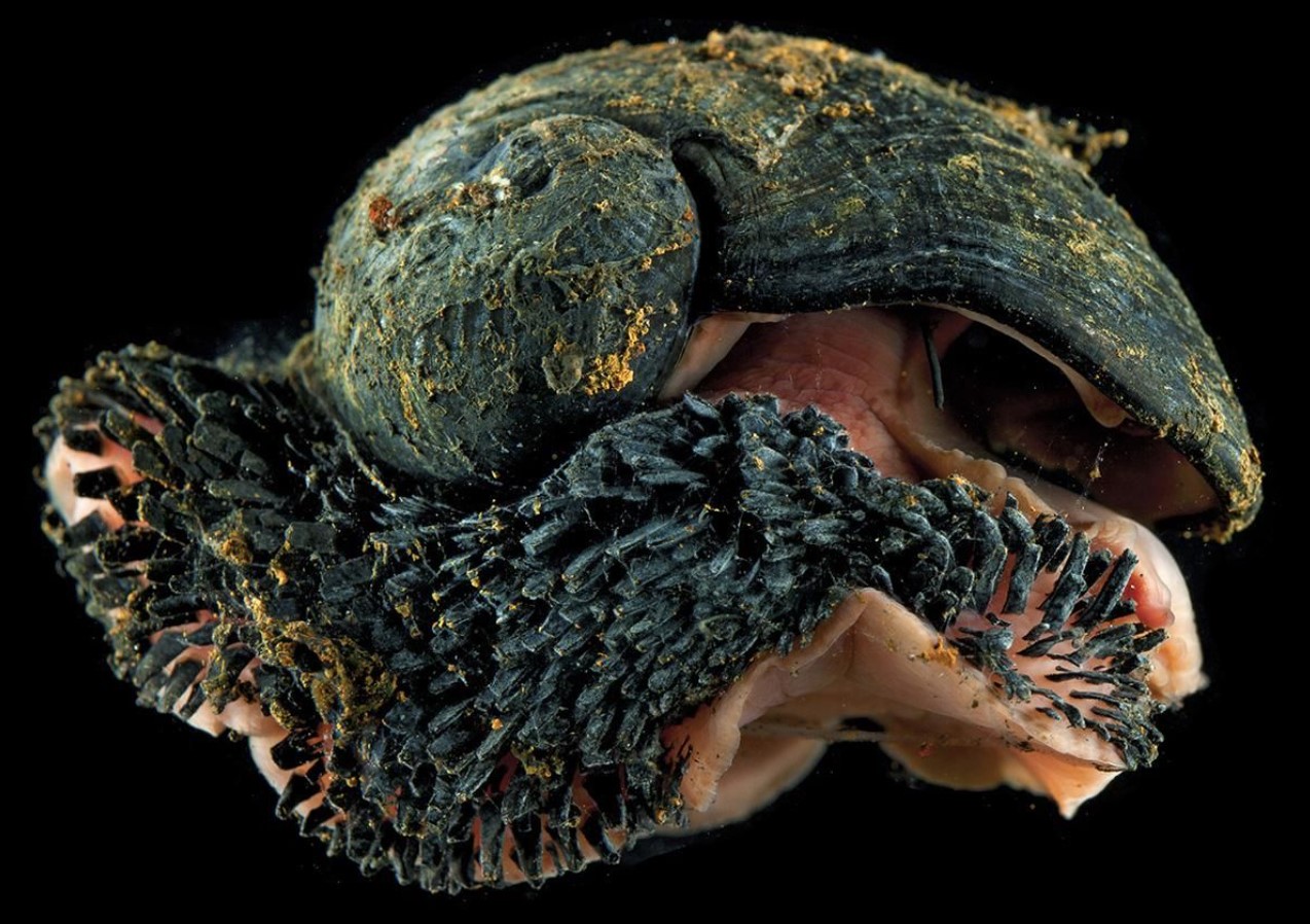 Crysomallon squamiferum