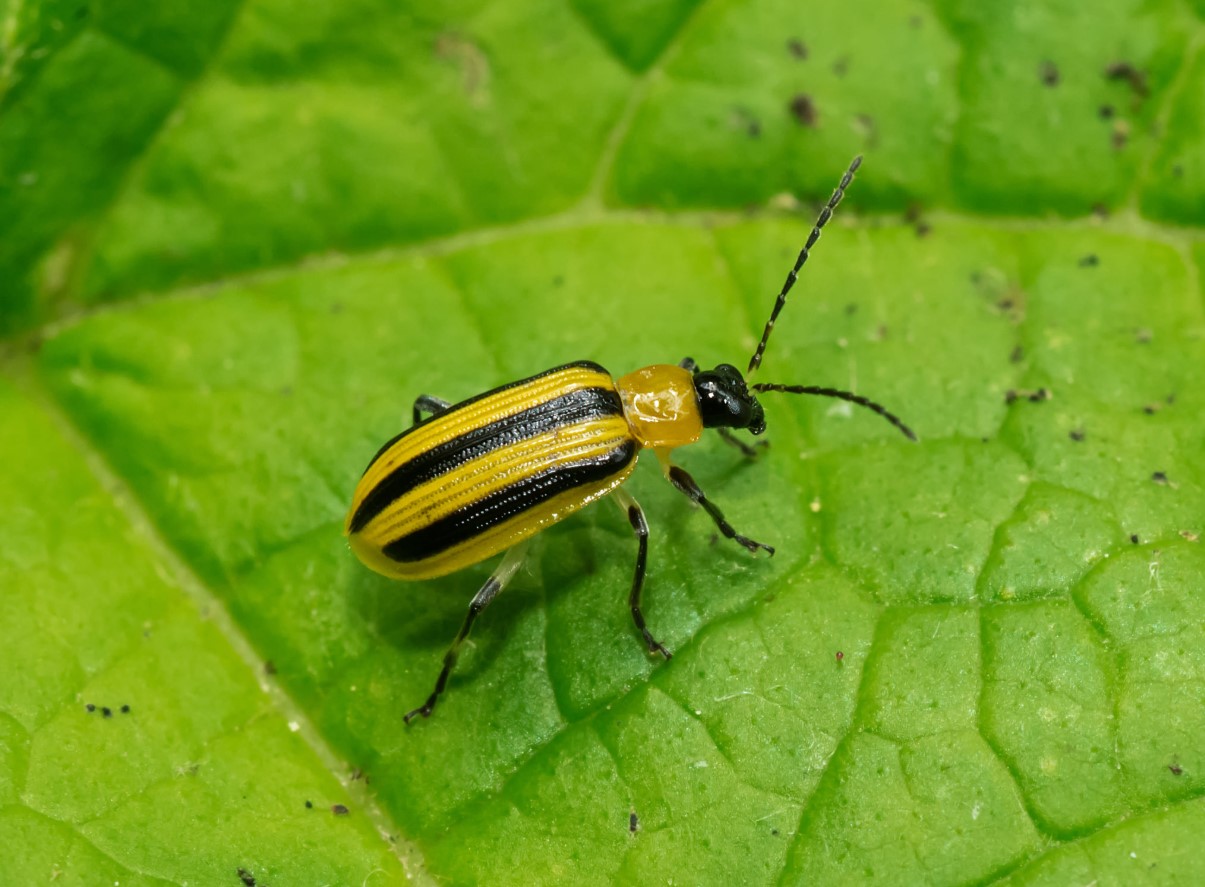 Agurkebiller