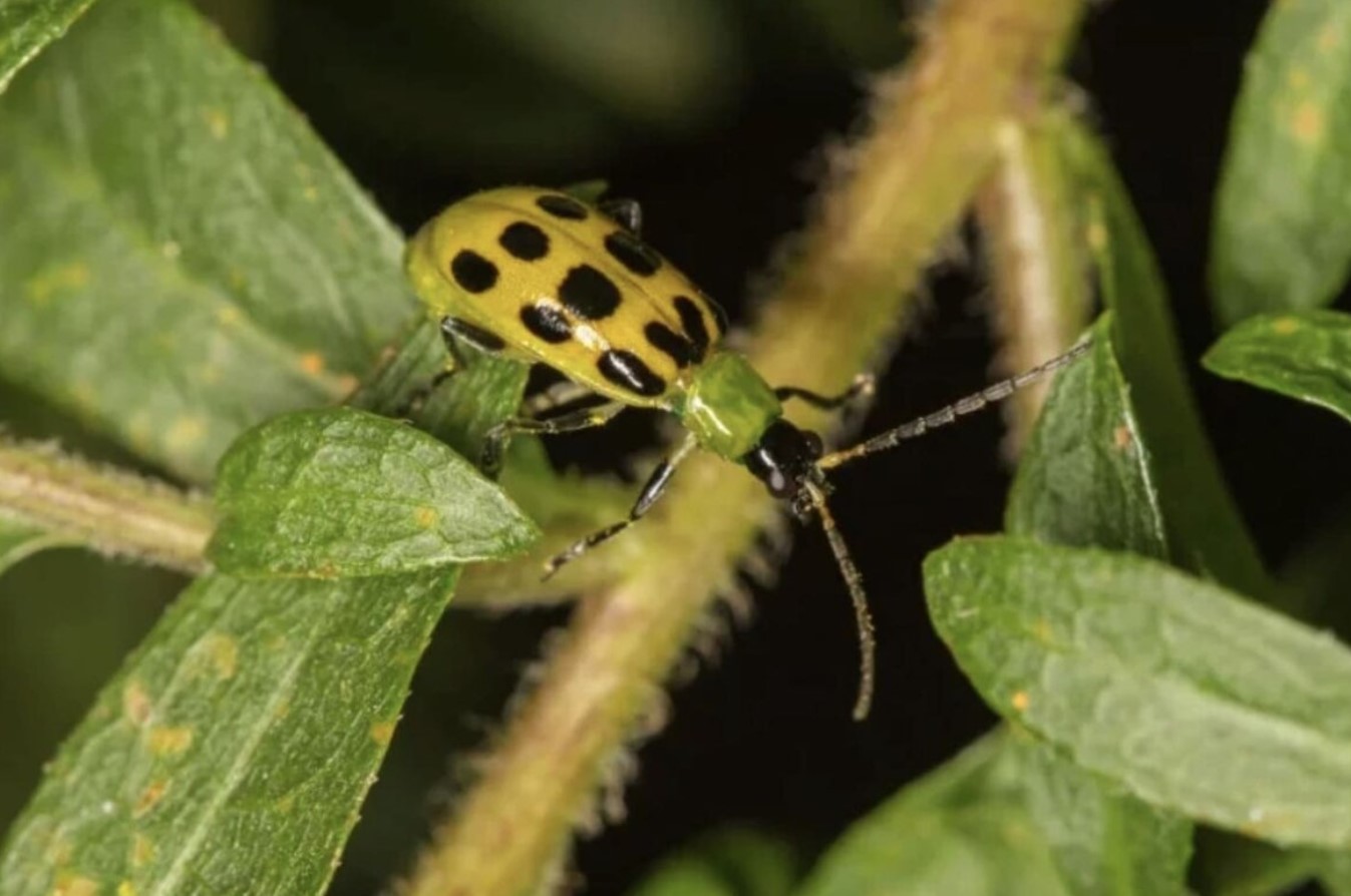 Agurkebiller