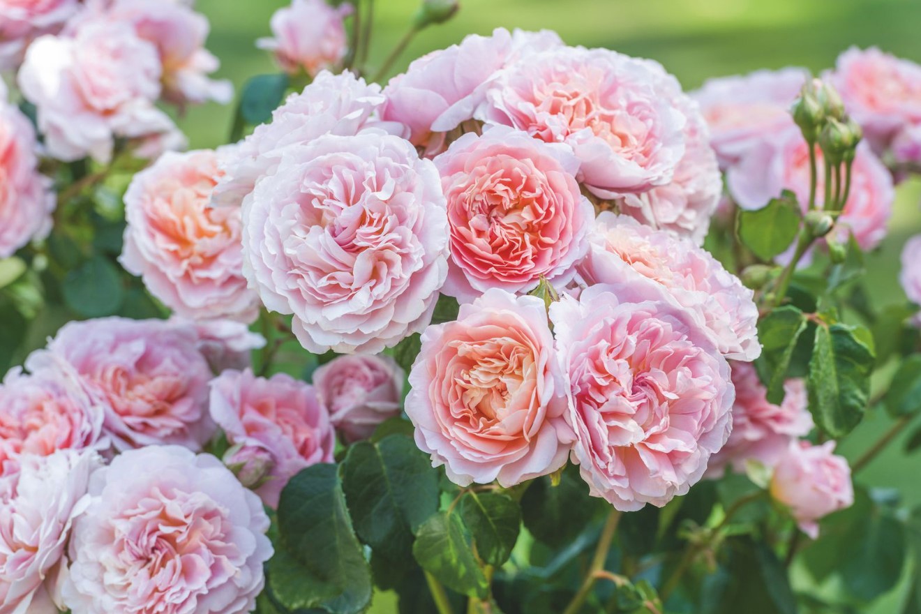 Undgå almindelige fejl ved pleje af roser i juni for at sikre store sommerblomster