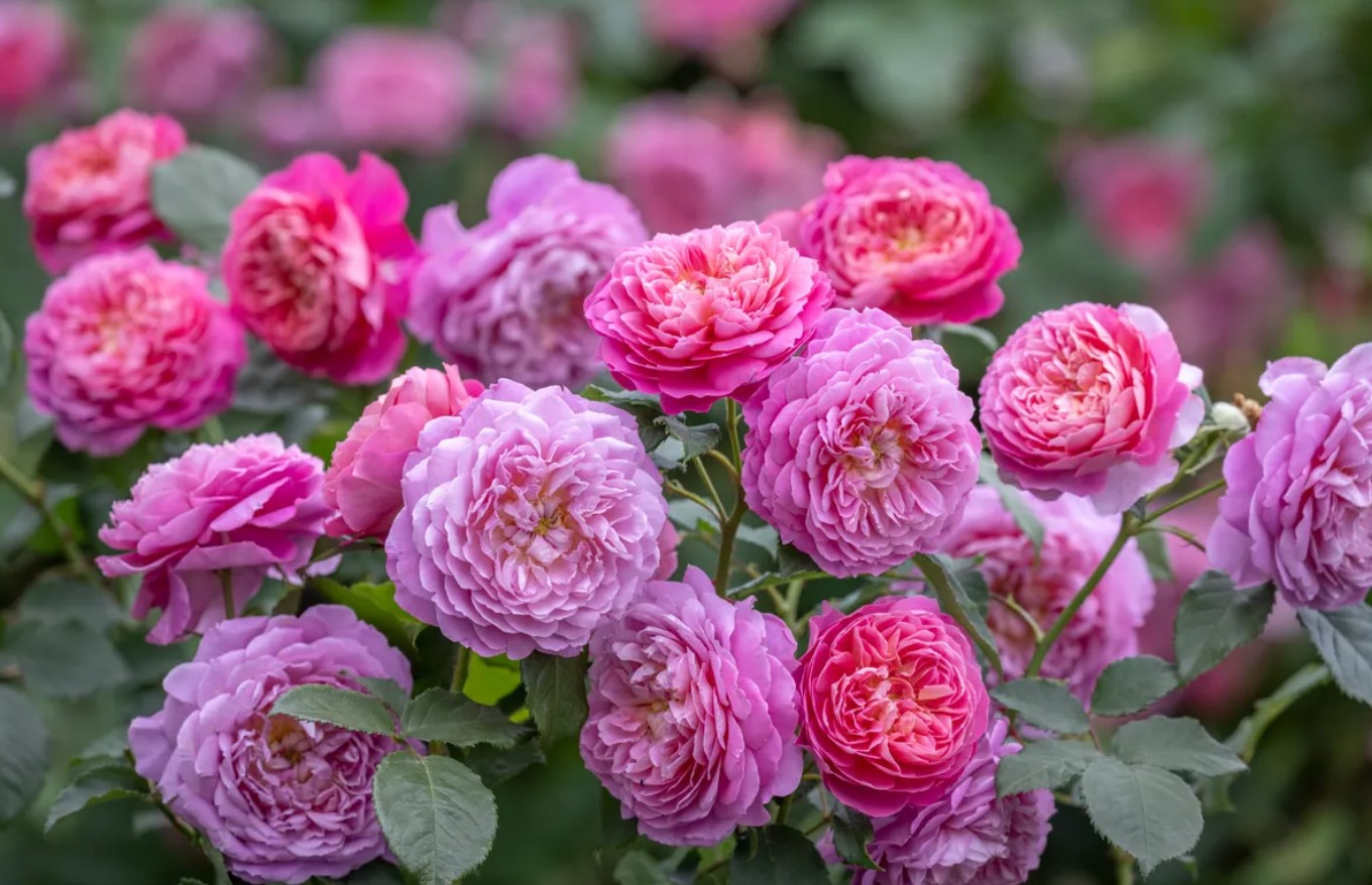 Undgå almindelige fejl ved pleje af roser i juni for at sikre store sommerblomster