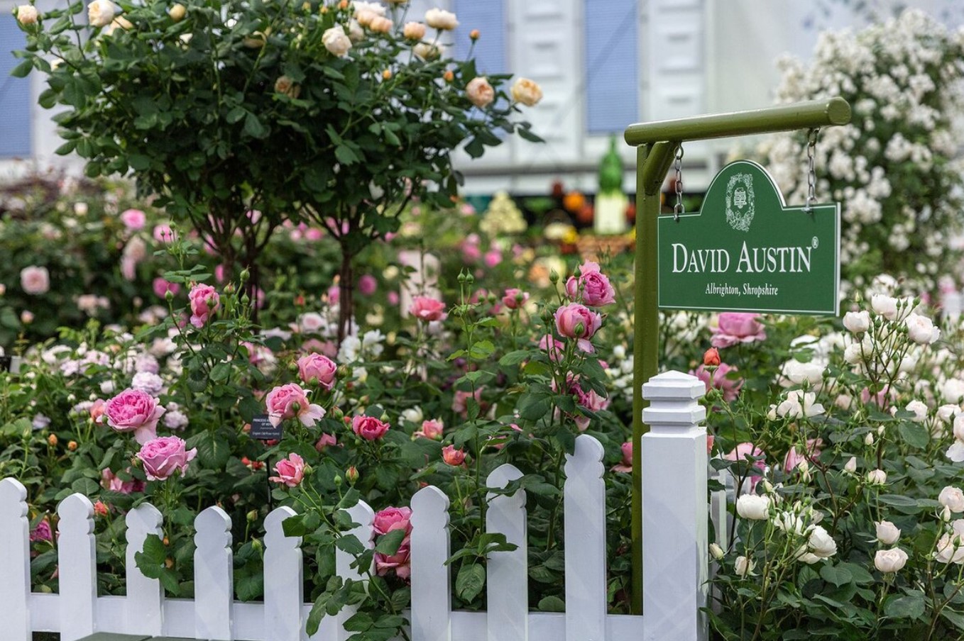 Undgå almindelige fejl ved pleje af roser i juni for at sikre store sommerblomster