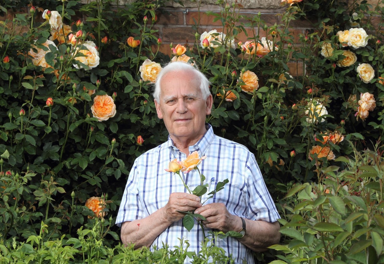 Undgå almindelige fejl ved pleje af roser i juni for at sikre store sommerblomster