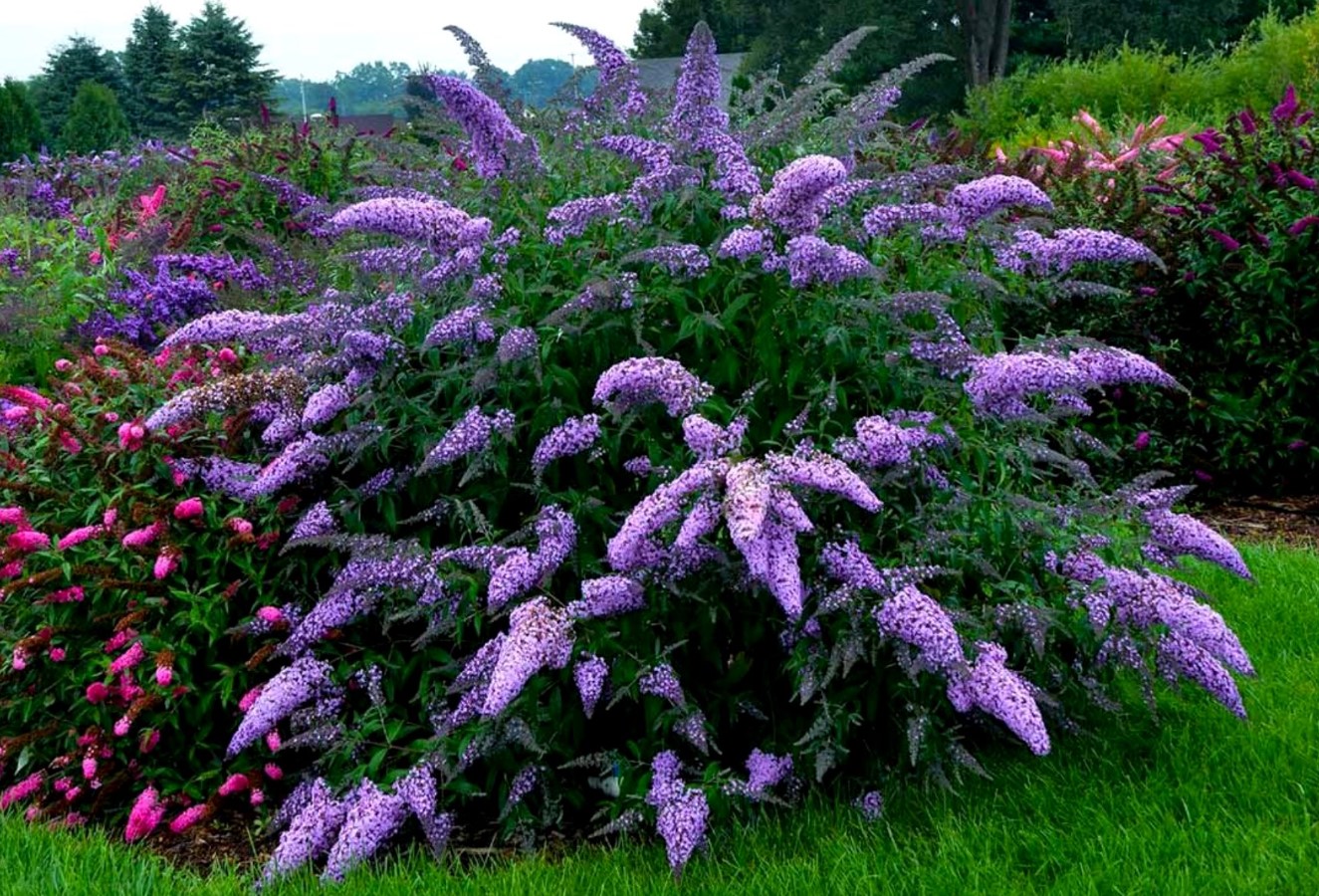 David's buddleia