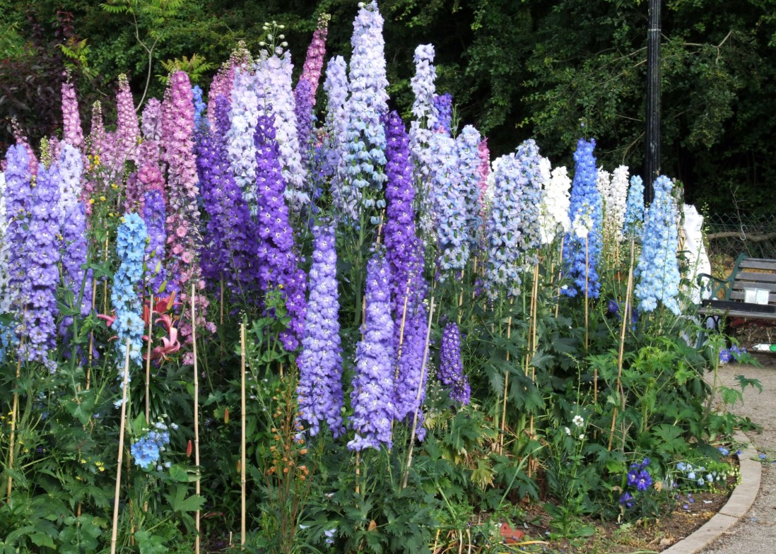 Hvilke blomster skal man plante i juni: de tåler varme og vil blomstre flot allerede i år