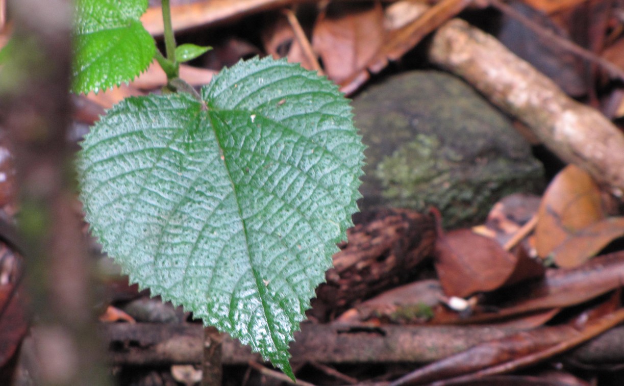 australske brændenælde (Dendrocnide moroides)