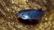 Devils Hole pupfish