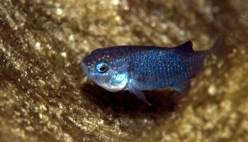 Devils Hole pupfish