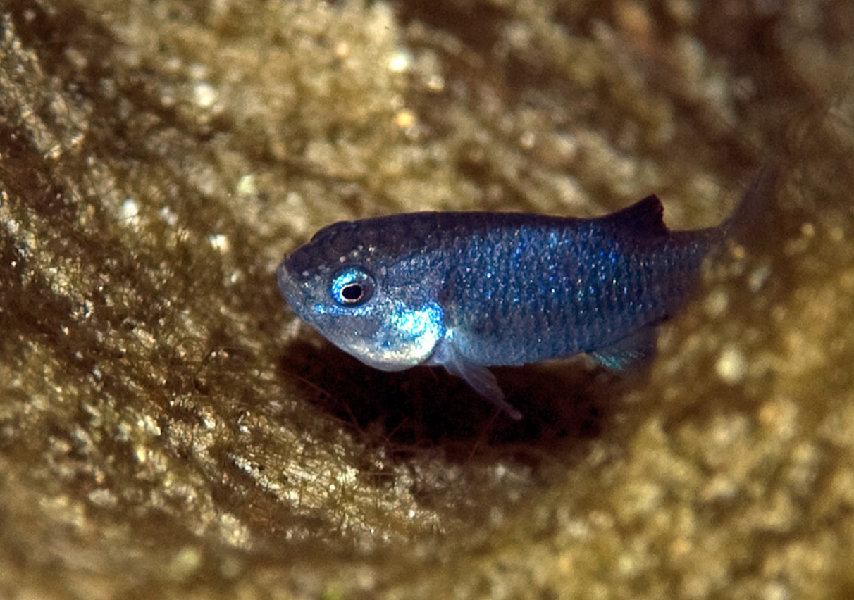 Devils Hole pupfish