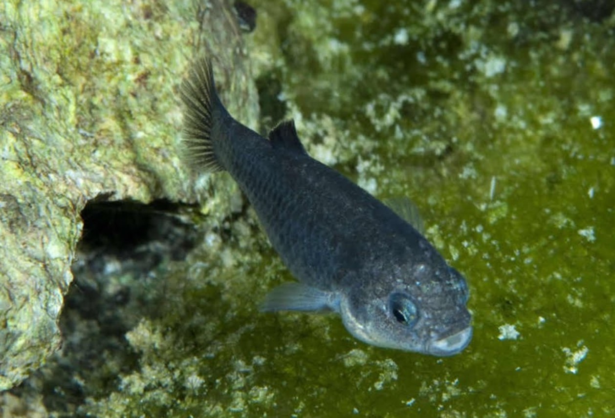 Devils Hole pupfish