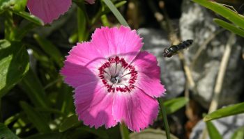Nelliker vil blomstre frodigt hele sommeren. Sådan stimulerer du dem til at danne nye knopper