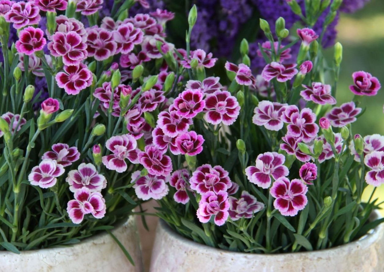 Dianthus caryophyllus