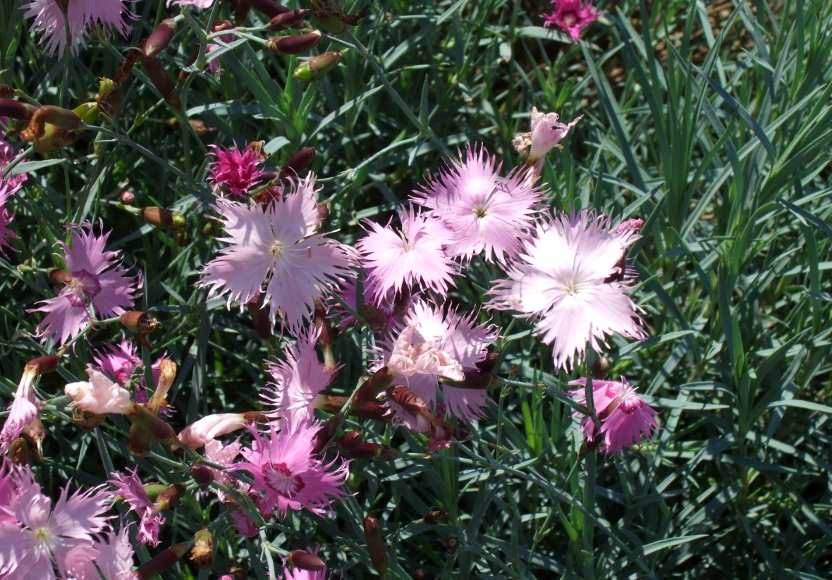 Blomstrer indtil august og tiltrækker bier og sommerfugle. Dianthus plumarius – interessante sorter til dyrkning