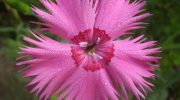 Blomstrer indtil august og tiltrækker bier og sommerfugle. Dianthus plumarius – interessante sorter til dyrkning