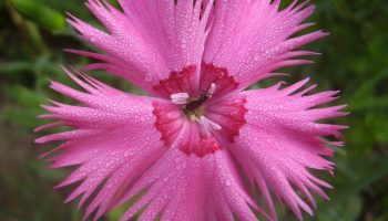 Blomstrer indtil august og tiltrækker bier og sommerfugle. Dianthus plumarius – interessante sorter til dyrkning
