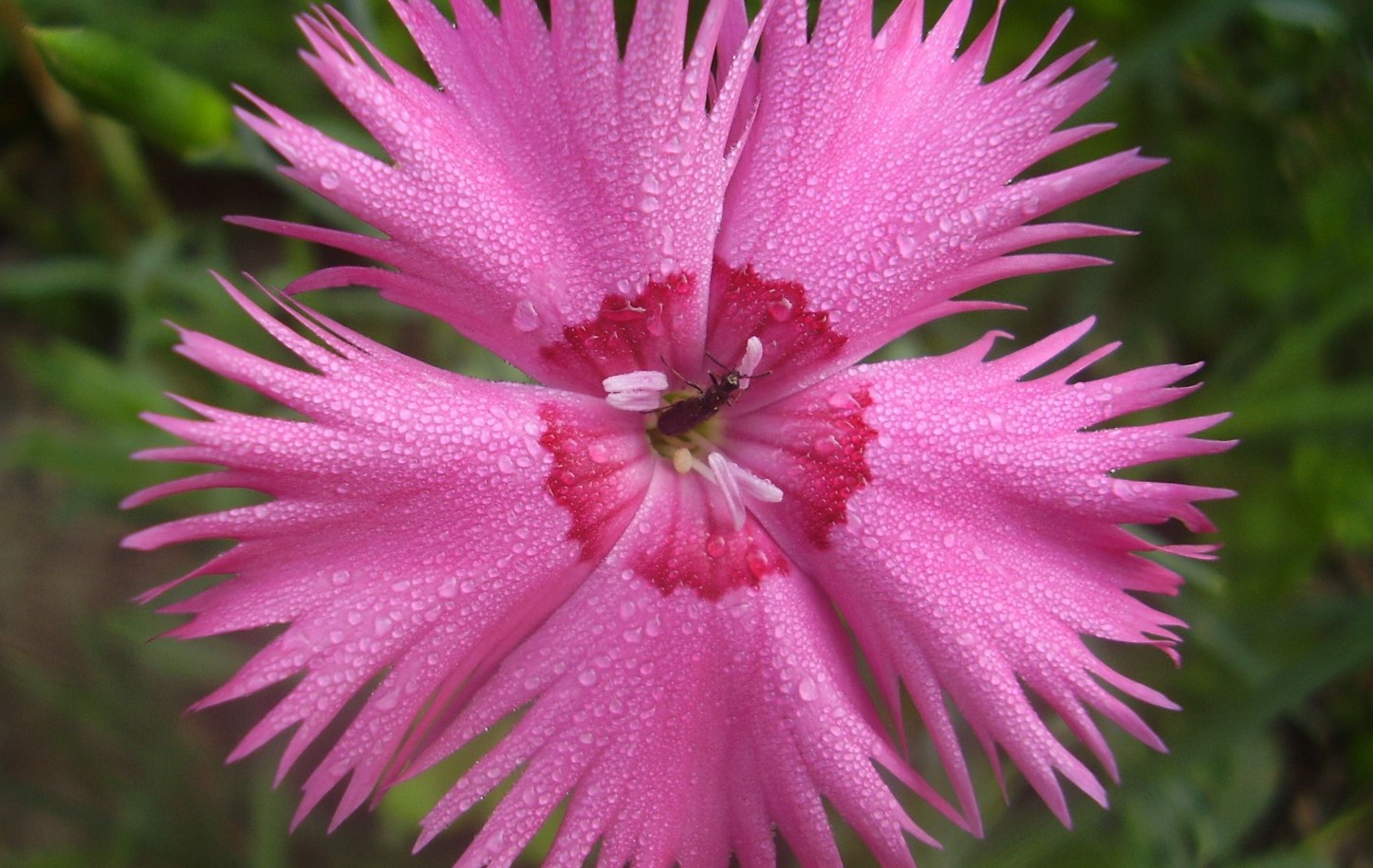 Blomstrer indtil august og tiltrækker bier og sommerfugle. Dianthus plumarius – interessante sorter til dyrkning