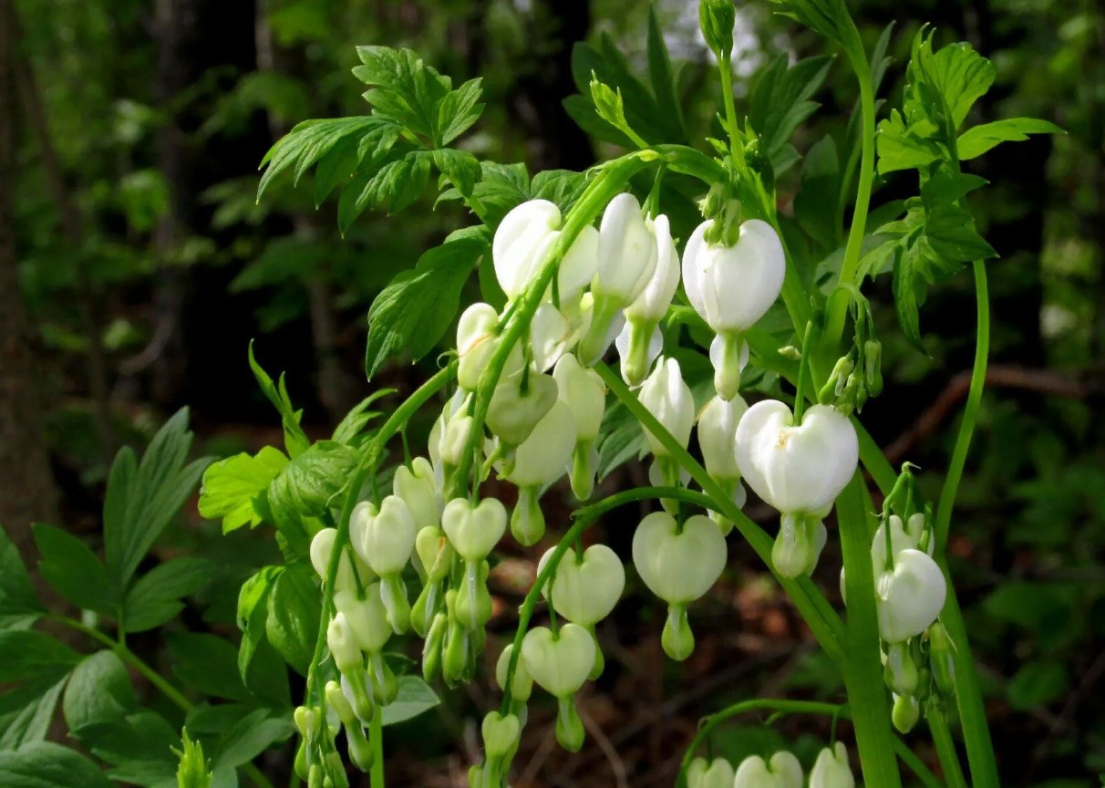 Hjerteblomst (Dicentra spectabilis Alba)