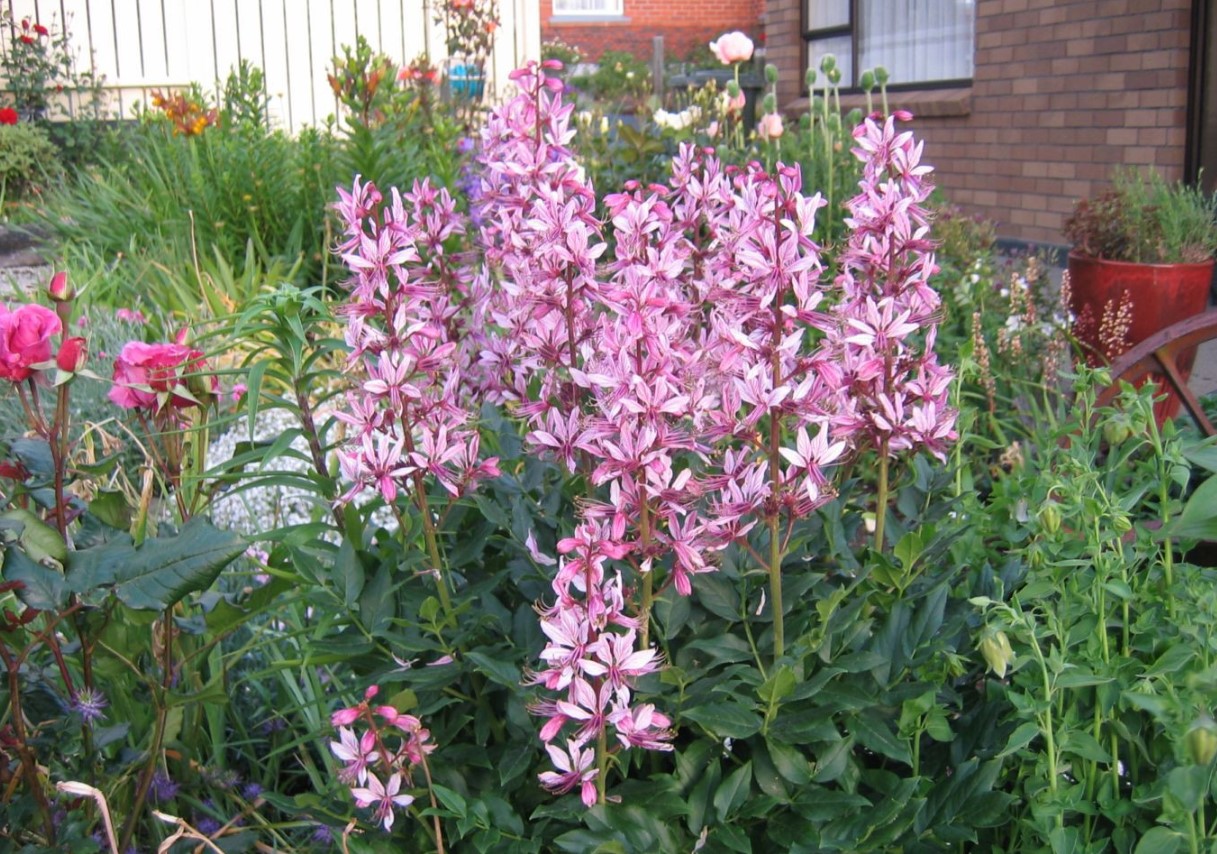 Dictamnus albus