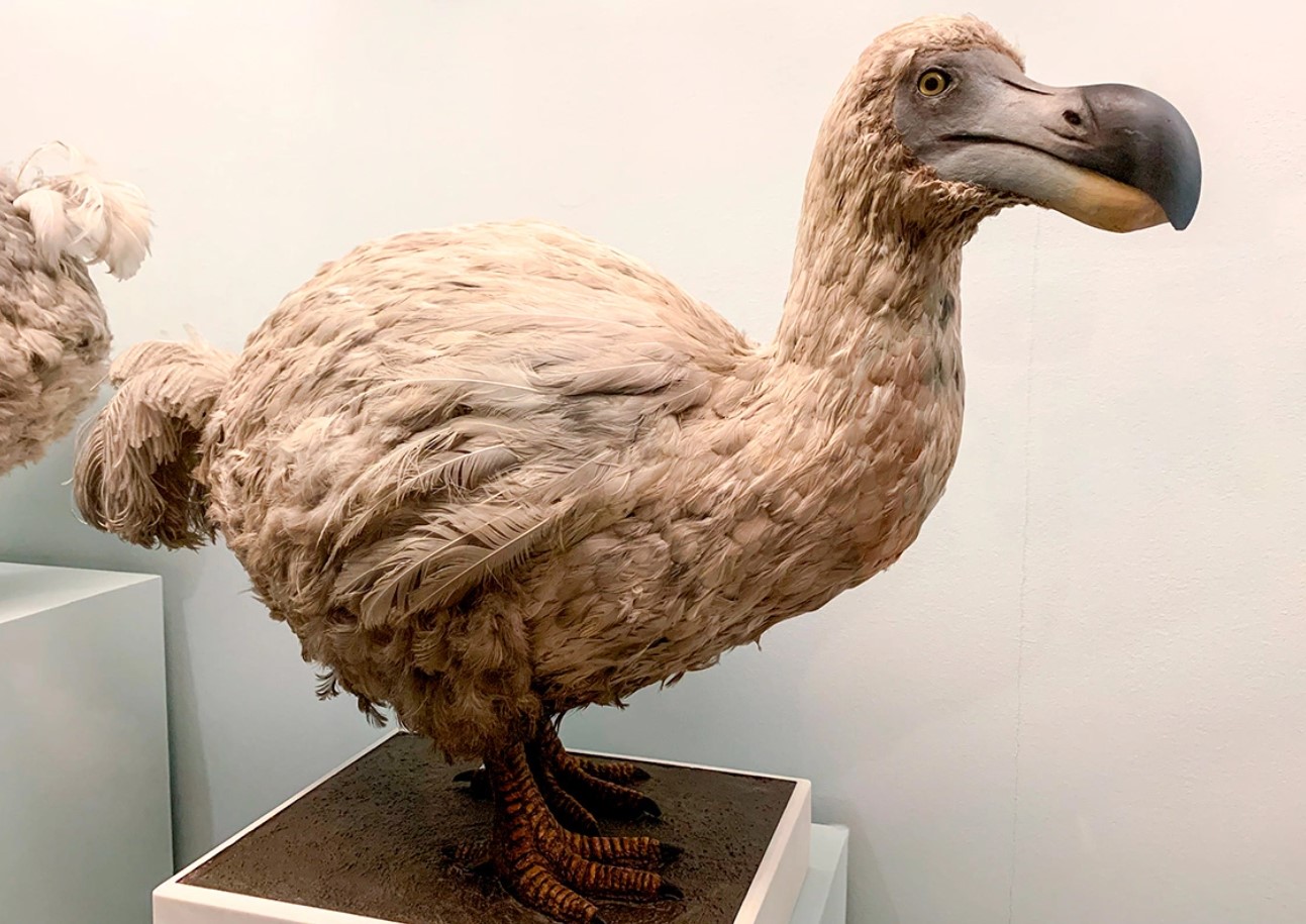 Dodo vender tilbage: forskere genskaber fuglen, som mennesket udryddede fra Jordens overflade