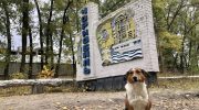 Hunde i Tjernobyl gennemgår en hurtig evolution, viser undersøgelse