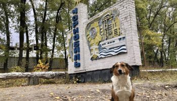 Hunde i Tjernobyl gennemgår en hurtig evolution, viser undersøgelse
