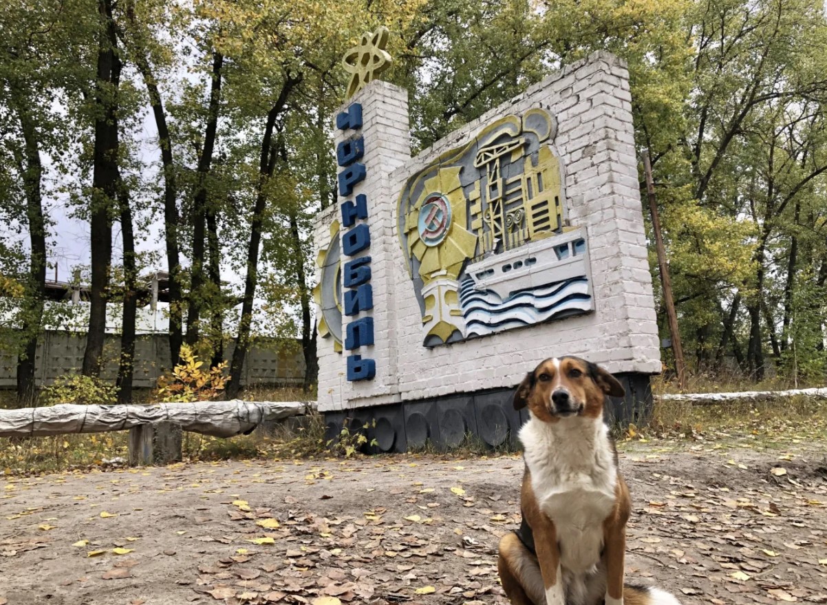 Hunde i Tjernobyl gennemgår en hurtig evolution, viser undersøgelse