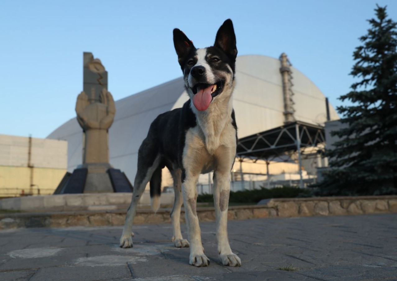 Hunde i Tjernobyl gennemgår en hurtig evolution, viser undersøgelse