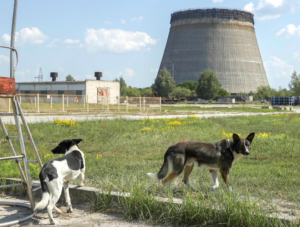 Hunde i Tjernobyl gennemgår en hurtig evolution, viser undersøgelse