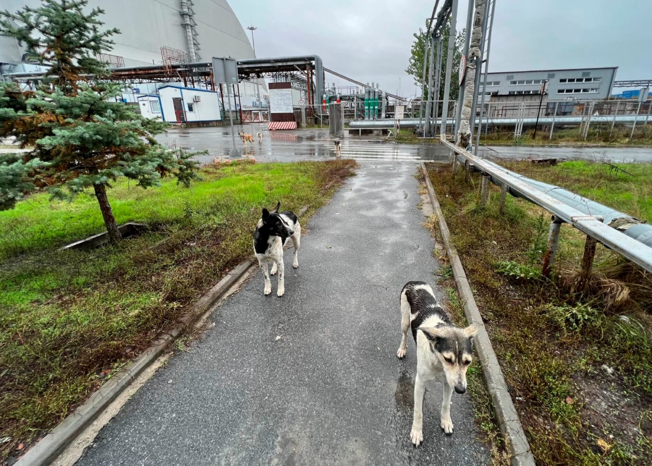 Hunde i Tjernobyl gennemgår en hurtig evolution, viser undersøgelse