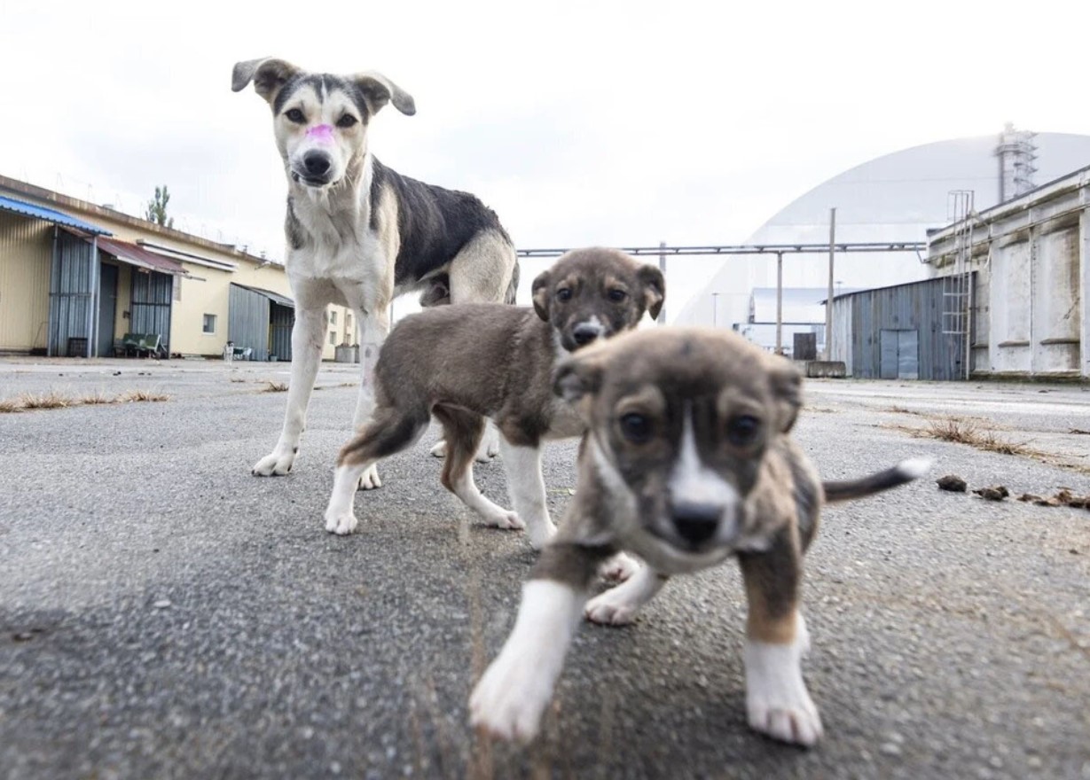 Hunde i Tjernobyl gennemgår en hurtig evolution, viser undersøgelse