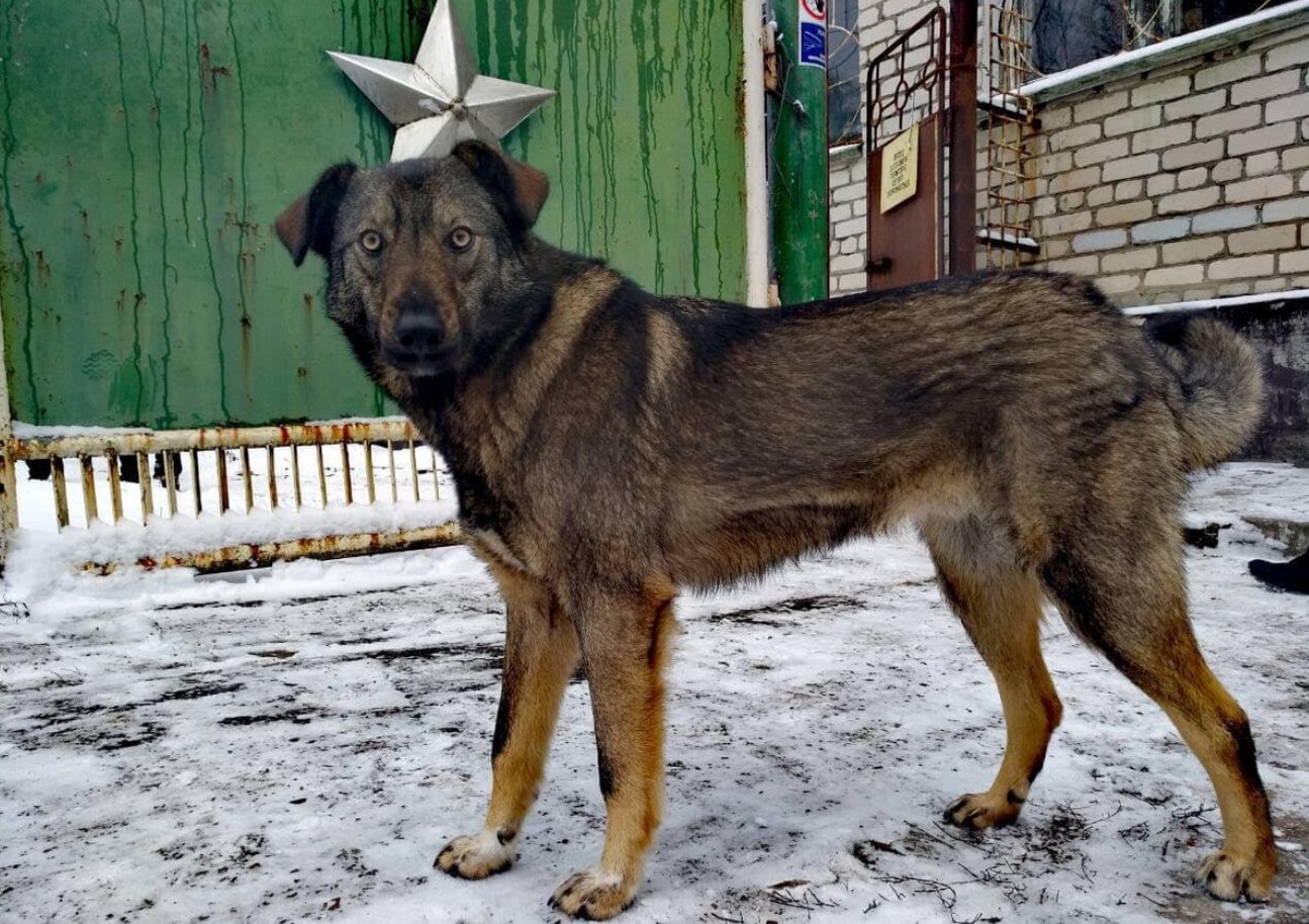 Hunde i Tjernobyl gennemgår en hurtig evolution, viser undersøgelse