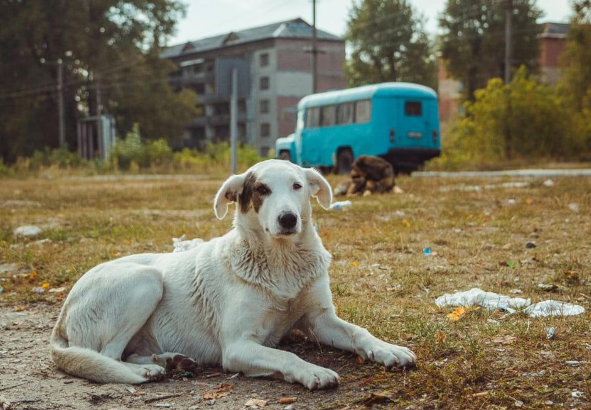 Hunde i Tjernobyl gennemgår en hurtig evolution, viser undersøgelse