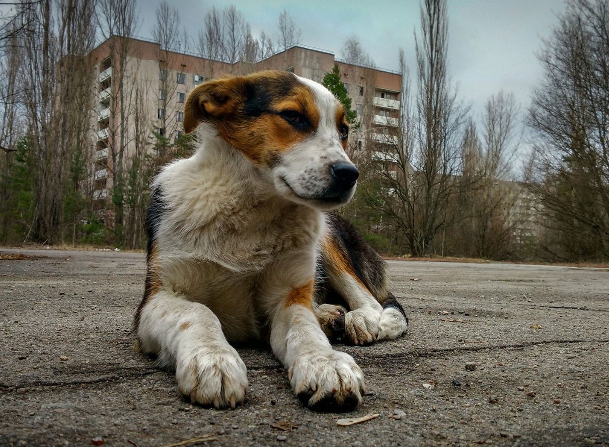 Hunde i Tjernobyl gennemgår en hurtig evolution, viser undersøgelse