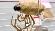Dollocaris ingens